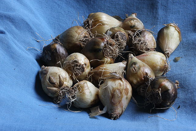 Muscari neglectum