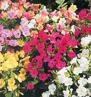 Mirabilis jalapa