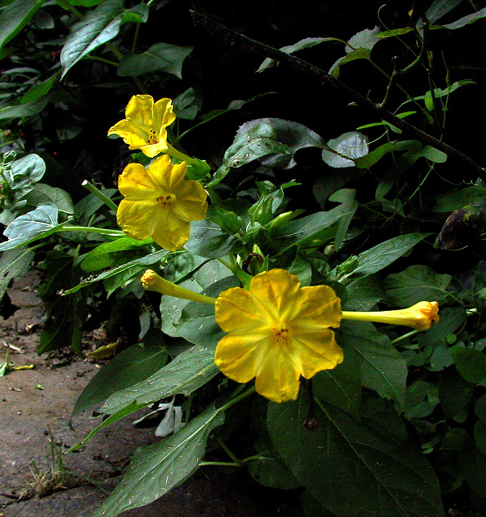Mirabilis jalapa