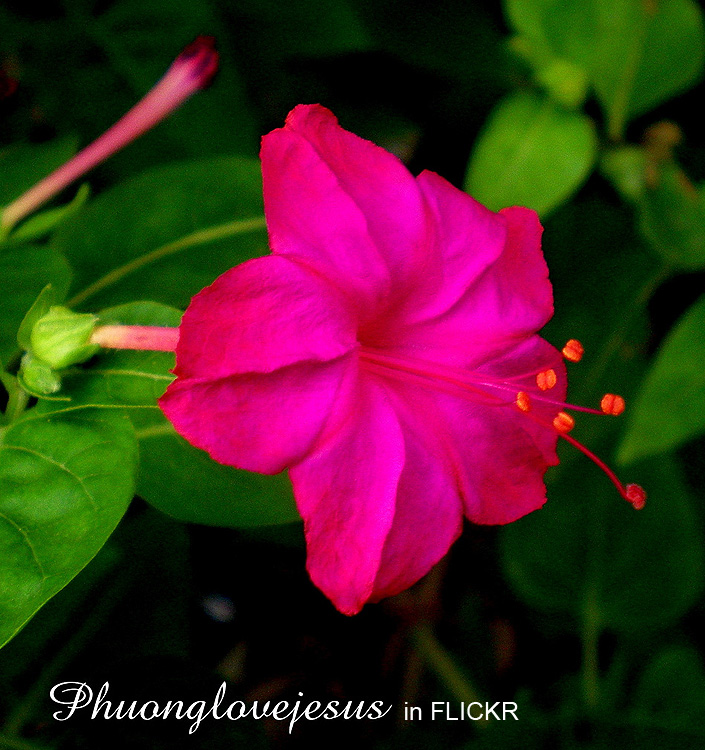 Mirabilis jalapa