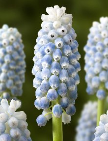 Muscari PEPPERMINT