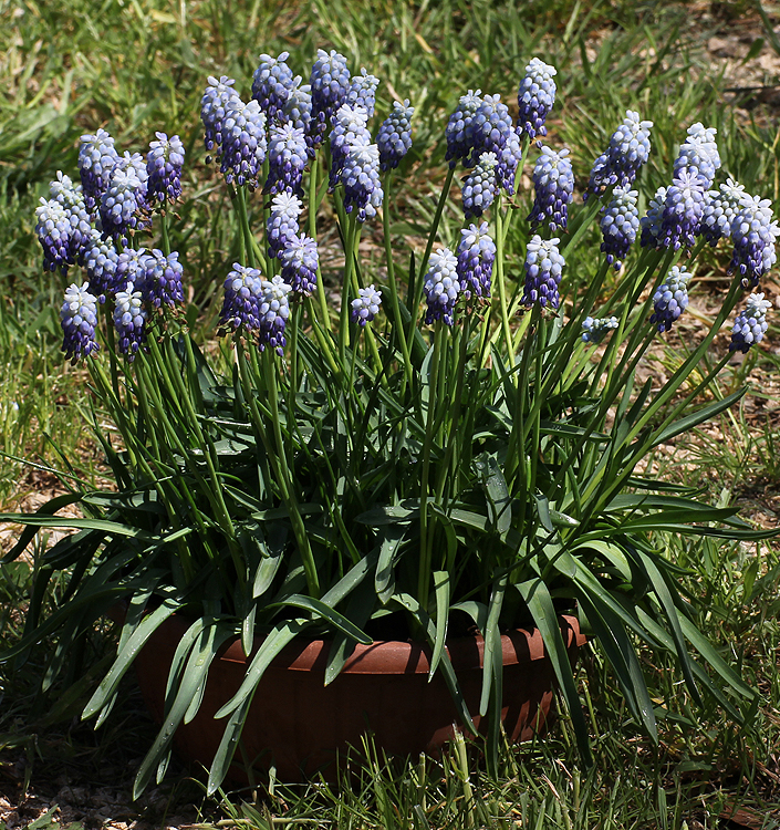 Muscari PEPPERMINT
