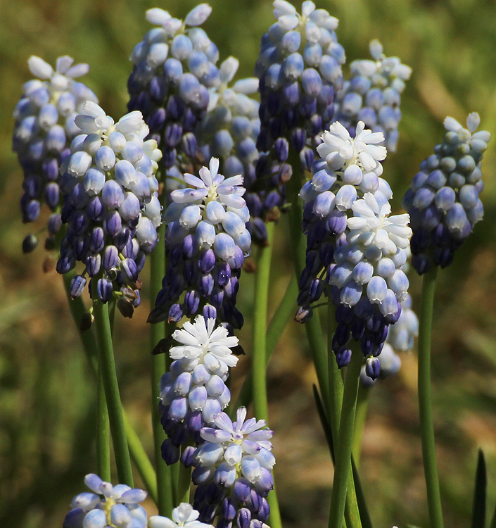 Muscari PEPPERMINT