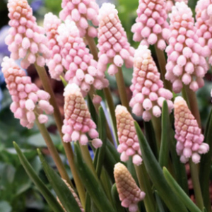 Muscari PINK SUNRISE
