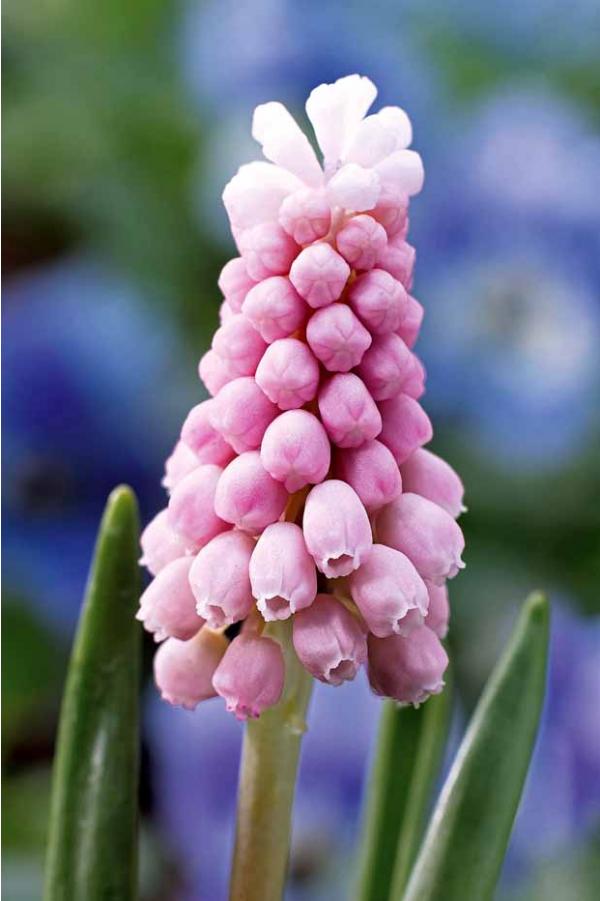 Muscari PINK SUNRISE