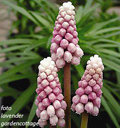Muscari PINK SUNRISE