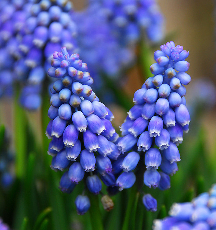 Muscari armeniacum
