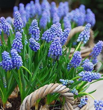 Muscari armeniacum