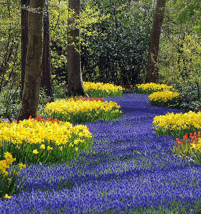 Muscari armeniacum