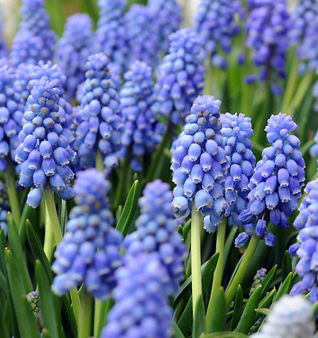 Muscari armeniacum ATLANTIC