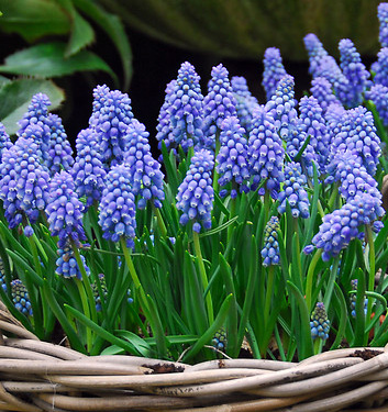 Muscari armeniacum ATLANTIC