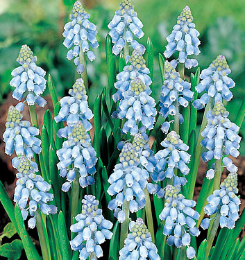 Muscari armeniacum ATLANTIC