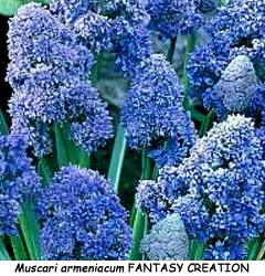 Muscari armeniacum FANTASY CREATION