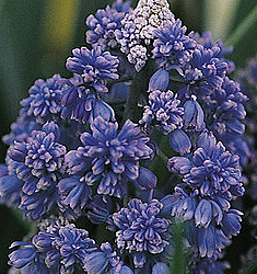 Muscari armeniacum FANTASY CREATION