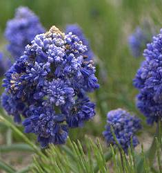 Muscari armeniacum FANTASY CREATION