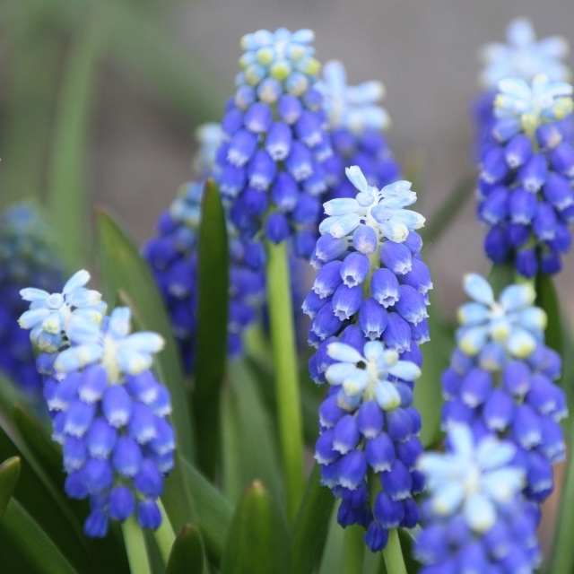 Muscari armeniacum TOUCH OF SNOW