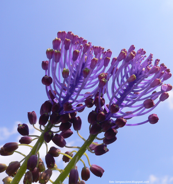 Muscari comosum