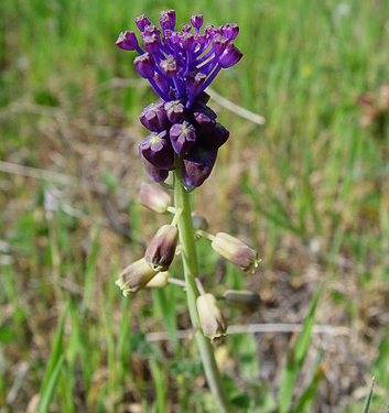 Muscari comosum