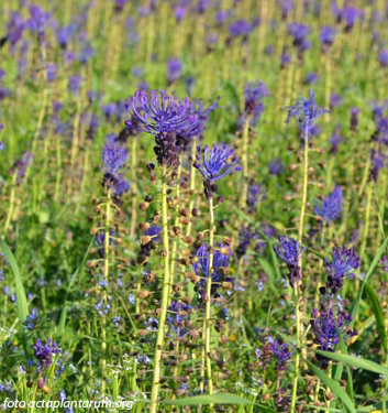Muscari comosum