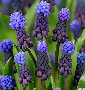 Muscari latifolium