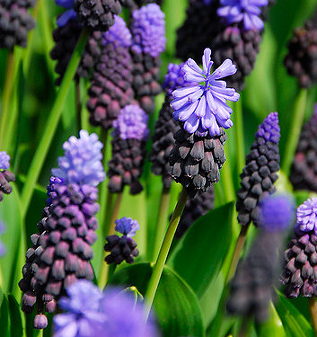 Muscari latifolium