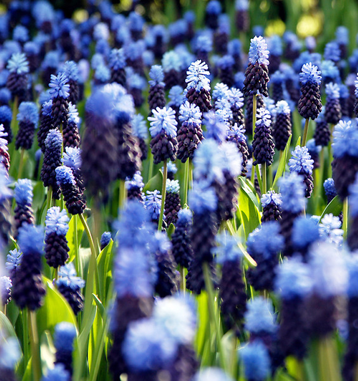Muscari latifolium