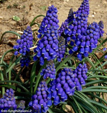 Muscari neglectum