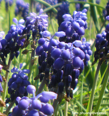 Muscari neglectum