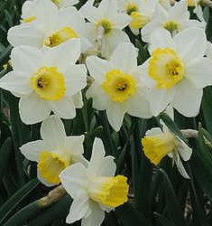Narcissus - Div. 02 (mediocoronati) EVERY DAY 2 W-Y