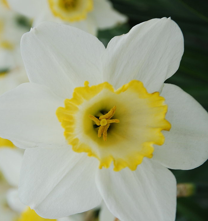 Narcissus - Div. 02 (mediocoronati) EVERY DAY 2 W-Y