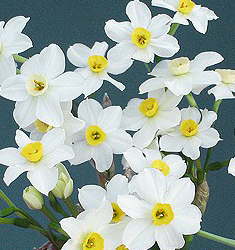Narcissus - Div. 08 (tazzette) WINTERSUN 8 W-Y