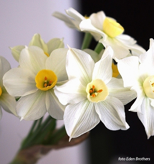 Narcissus - Div. 08 (tazzette) WINTERSUN 8 W-Y