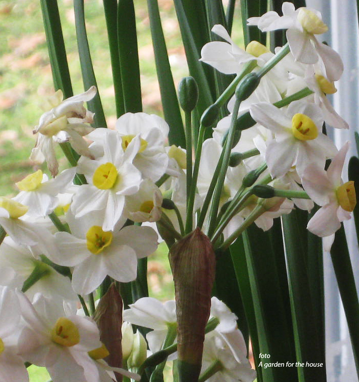 Narcissus - Div. 08 (tazzette) WINTERSUN 8 W-Y
