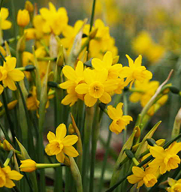 Narcissus - Div. 13 (specie) willkommii 13 W-W