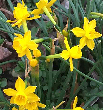 Narcissus - Div. 13 (specie) willkommii 13 W-W