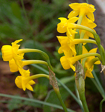 Narcissus - Div. 13 (specie) willkommii 13 W-W