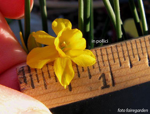 Narcissus - Div. 13 (specie) willkommii 13 W-W