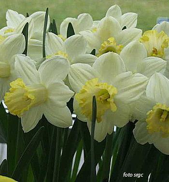 Narcissus - Div. 01 (tromboni) PISTACCHIO 1 Y-Y