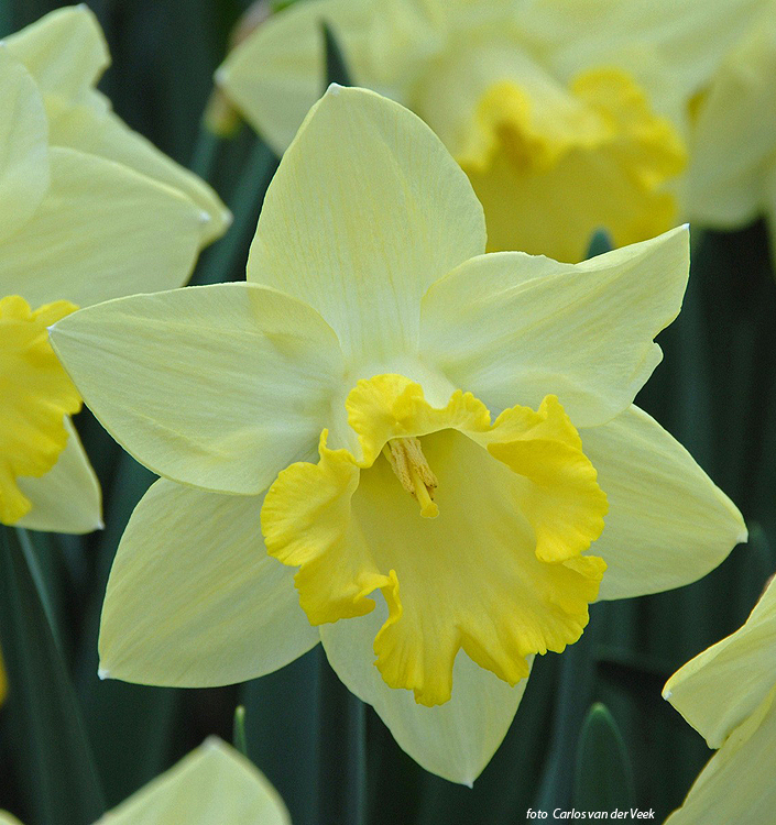 Narcissus - Div. 01 (tromboni) PISTACCHIO 1 Y-Y