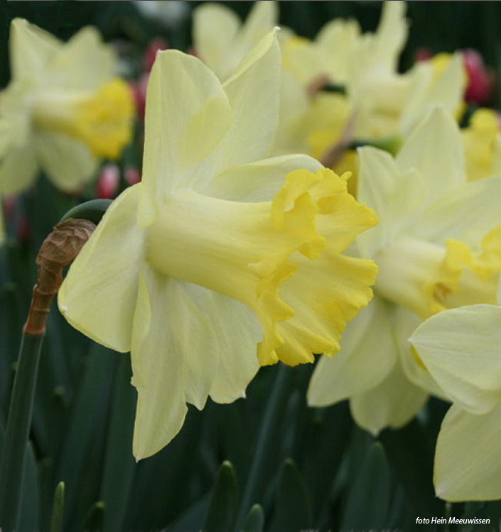 Narcissus - Div. 01 (tromboni) PISTACCHIO 1 Y-Y