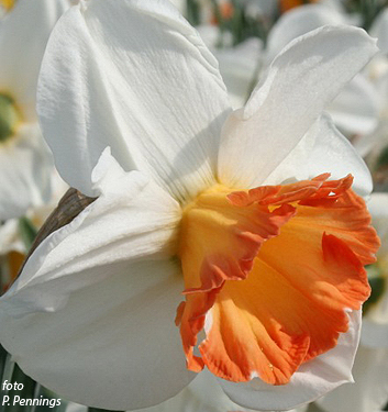 Narcissus - Div. 02 (mediocoronati) OVER EASY 2 W-P