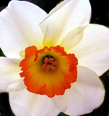 Narcissus - Div. 02 (mediocoronati) OVER EASY 2 W-P