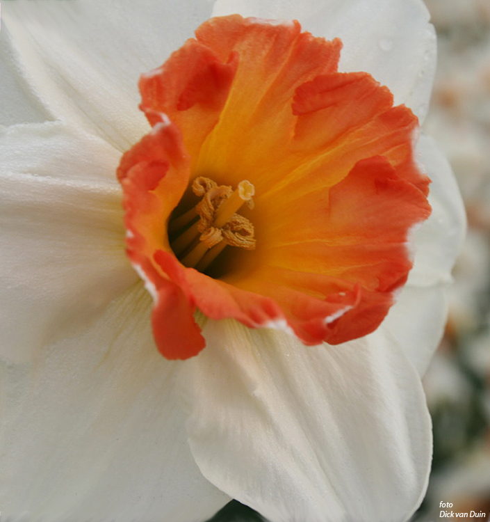Narcissus - Div. 02 (mediocoronati) OVER EASY 2 W-P