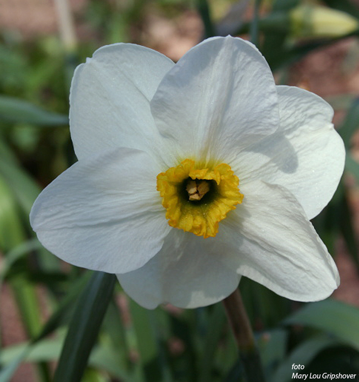 Narcissus - Div. 03 (parvocoronati) LANCASTER 3 W-GYO
