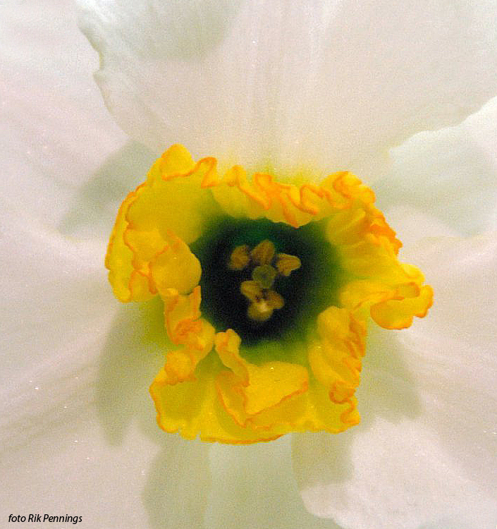Narcissus - Div. 03 (parvocoronati) LANCASTER 3 W-GYO