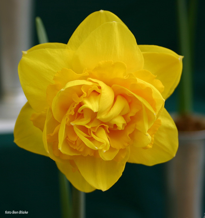 Narcissus - Div. 04 (doppi) HEAMOOR 4 Y-Y