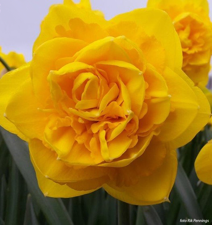 Narcissus - Div. 04 (doppi) HEAMOOR 4 Y-Y