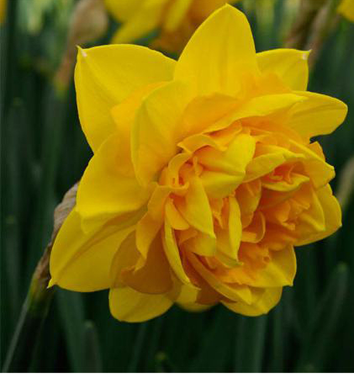 Narcissus - Div. 04 (doppi) HEAMOOR 4 Y-Y