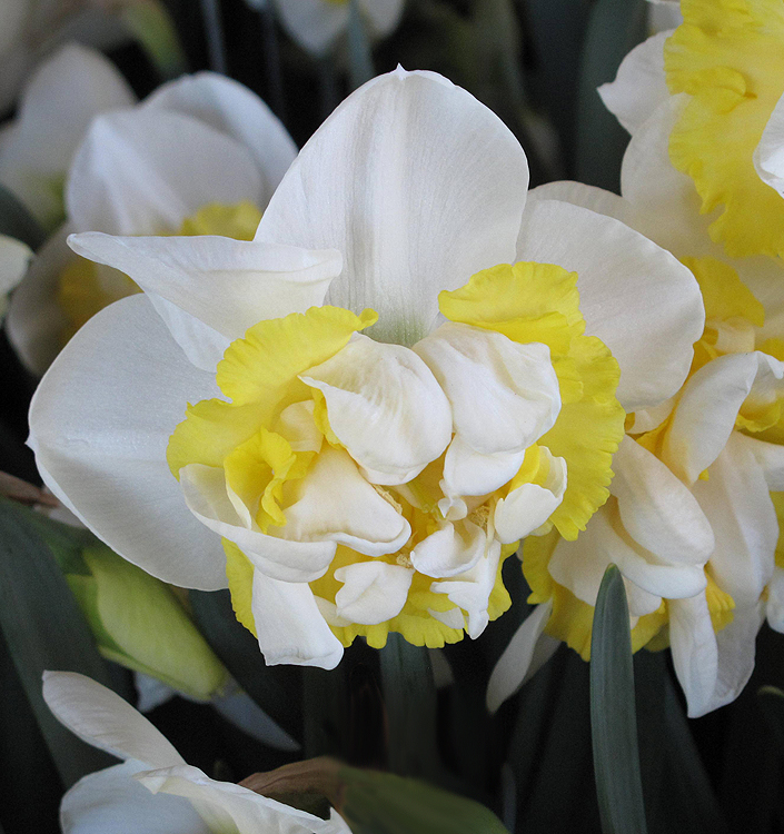 Narcissus - Div. 04 (doppi) WESTWARD 4 W-Y