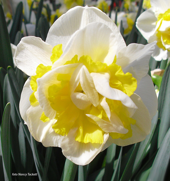 Narcissus - Div. 04 (doppi) WESTWARD 4 W-Y